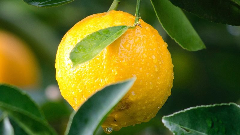 磷酸化抗体WB结果分析：关键步骤与解读技巧**